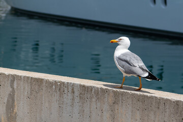 Gull taking walk