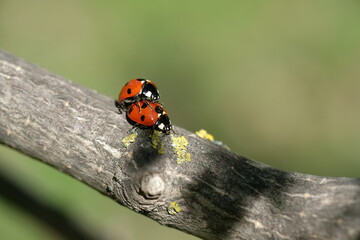 Fototapeta premium Two ladybugs met on a branch in the spring.