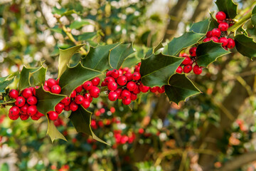 American Holly Tree