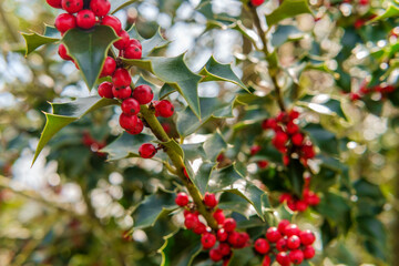 American Holly Tree