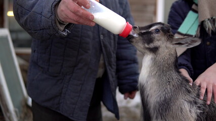 A man feeds milk from a bottle to a gray little goat. The goat is drinking milk from a bottle