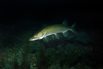 Pike in Zakrzowek - artificial lake in Cracow, Poland