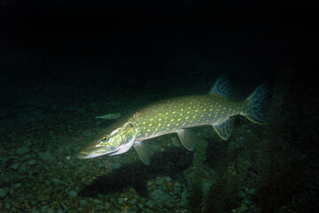 Pike in Zakrzowek - artificial lake in Cracow, Poland