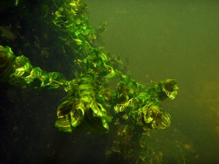Landscape with underwater plants in the river