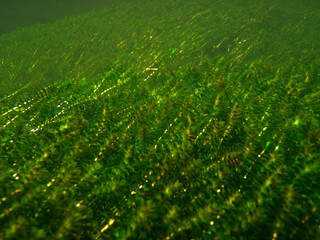 Landscape with underwater plants in the river