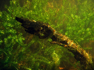 Landscape with underwater plants in the river