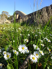 White flowers and bridge