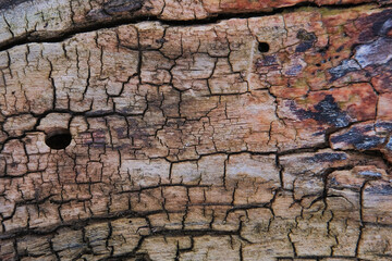 Background texture. Old, rotten wood with cracks. Natural background. High quality photo