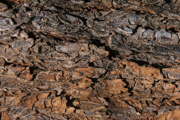 Rough tree bark texture background. Natural background. High quality photo