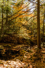 colorful autumn foliage with calming cascading waterfall in Pennsylvania.