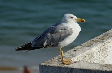 Seagull