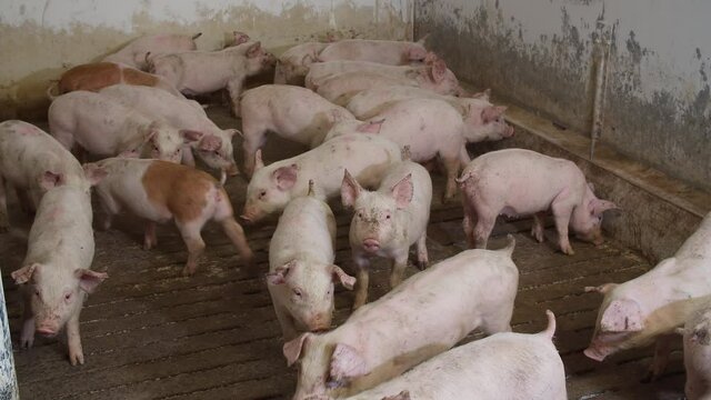 Pig farm with many pigs. Modern agricultural pigs farm. 