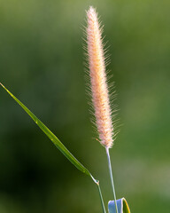 Setaria Parviflora glowing in sunlight against green background