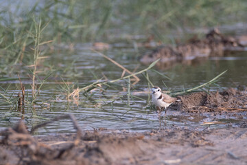 Kentish plover in shallow water