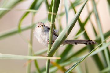 Graceful Prina (Prinia gracilis) with a caterpillar in its beak
