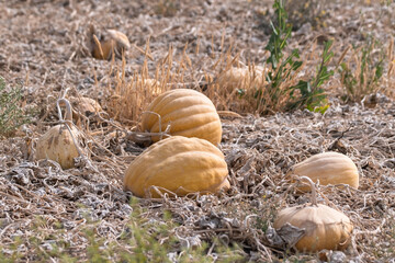 dried up pumpkin farm