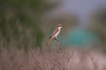 red tail shrike