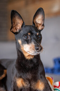 14 years old black pinsher king dog