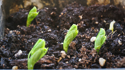 Young green plants growing on balcony garden, zero waste eco living concept