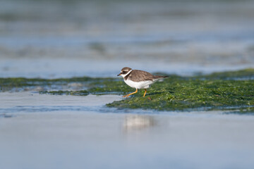 Kentish Plover on green moss