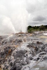 geothermal area of Whakarewarewa - Te Puia in Rotorua