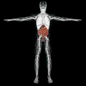 Human Digestive System Anatomy For Medical Concept 3D Rendering