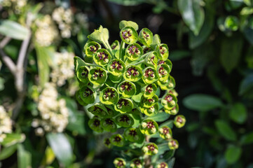 Fototapeta na wymiar Euphorbia plant in flower