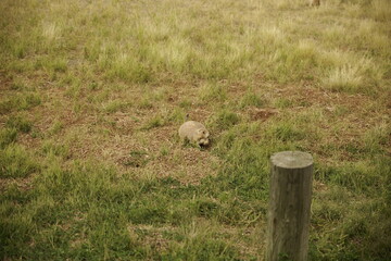 Erdmännchen in der Wüste von Wyoming 