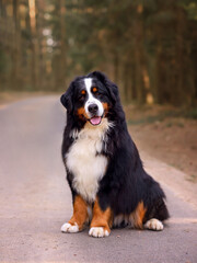portrait of bernese mountain dog in the forest on the road in spring
