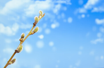 spring willow branch against blue sky with copy space