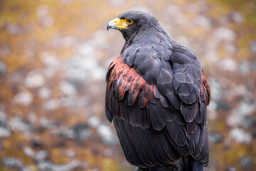 Wüstenbussard