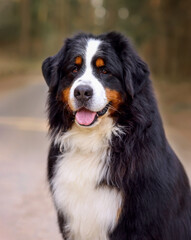 portrait of bernese mountain dog in the forest on the road in spring