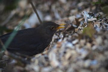 A blackbird while hunting