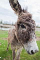 Donkeys grazing on pasture, domestic animal , Balkan donkey, nature landscape, livestock, spring day