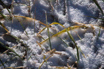 Dying Grass. Fallen frozen blades of grass in their last stage of life in freshly fallen snow. Near Pure Air, Missouri, USA, 2008