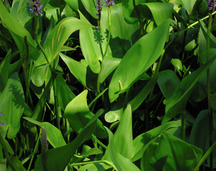 Green Water Lillies detail with single dominent stamen as center interest. Pigeon Forge, Tennessee, 2006