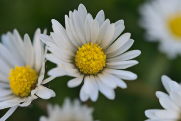 Fototapeta premium Macro detailed daisy during the spring 