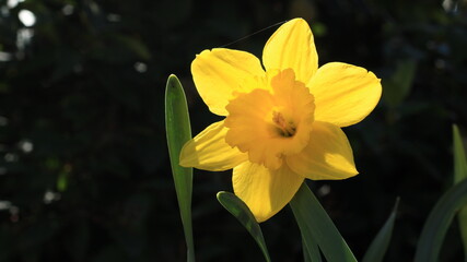 Fototapeta na wymiar Einzelne gelbe Narzisse / Osterglocke im Garten 