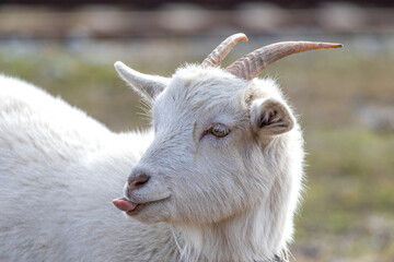 Young white nanny goat with protruding tongue and sharp horns. Portrait. Topic - goat breeding. Advertisement backdrop sales of baby goats, veterinary services