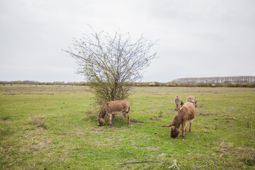 Donkeys grazing on pasture, domestic animal , Balkan donkey, nature landscape, livestock, spring day