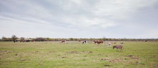 Fototapeta na wymiar Domestic animal grazing on green pasture, rural nature landscape, livestock, spring day