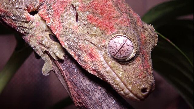 Mniarogekko chahoua commonly known as the mossy New Caledonian gecko, short-snouted New Caledonian gecko, Bavay's giant gecko