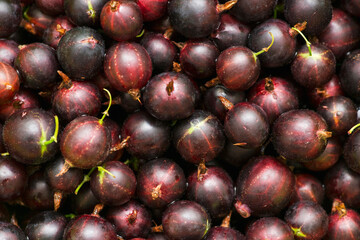 Juicy berries of black currant as a background. Black currant harvest