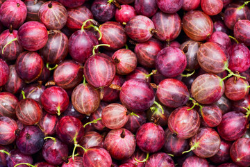 Berries of red juicy gooseberry close-up. Fresh gooseberries as a background. Gooseberry harvest