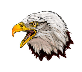 Bald eagle head portrait from a splash of watercolor, colored drawing, realistic. Vector illustration of paints