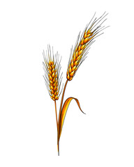 Fototapeta premium Ears of wheat from a splash of watercolor, colored drawing, realistic. Vector illustration of paints