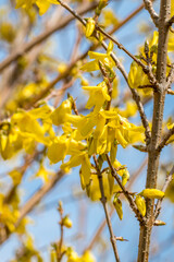 Yellow blooming Forsythia flowers in spring time.