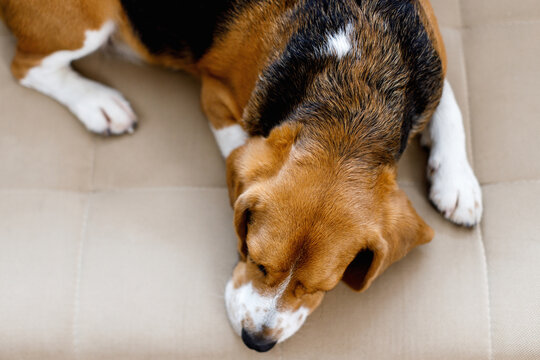 The Dog Beagle Lies On The Couch On A Sunny Day. Dog With A Sad Expression. High Quality 4k Footage