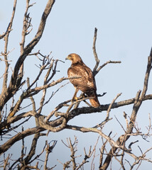 A Red-tailed Hawk (Buteo jamaicensis )  perched in a dead tree in rural ontario in spring