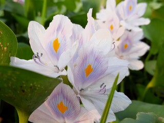 close up of a white flower